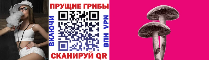 Псилоцибиновые грибы Psilocybe  Кологрив 